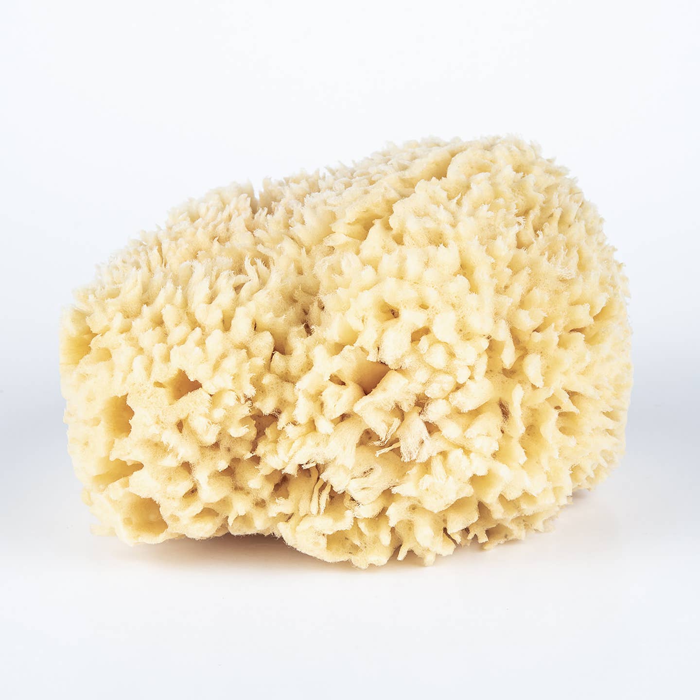 Bath Sea Sponge - Image 4