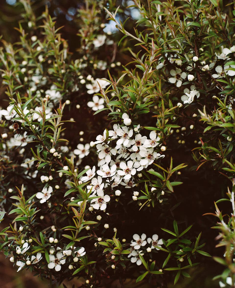 Culinary Mānuka Honey | 100+ MGO - Image 6
