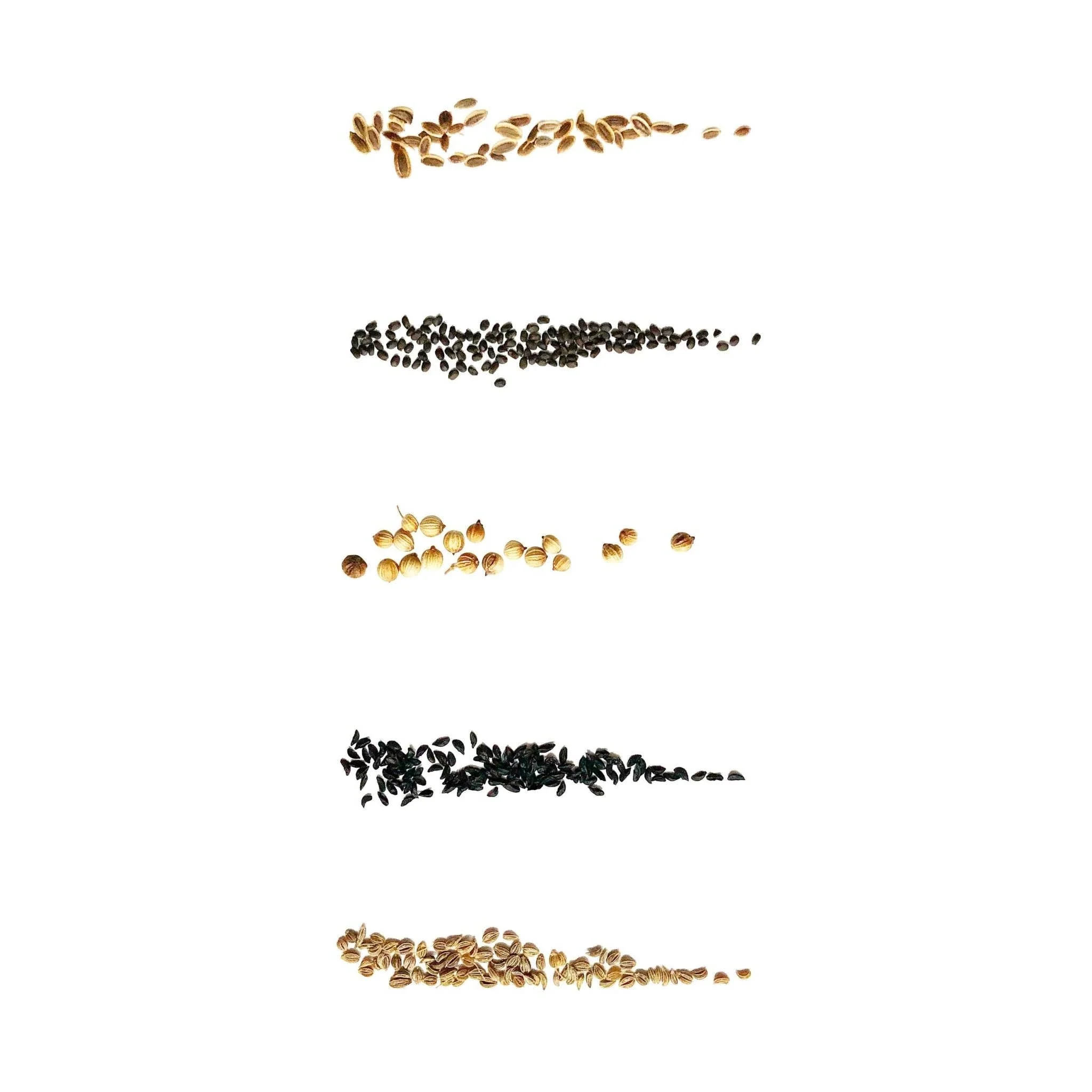 Culinary Herb Seeds V1 I Pack of 5 - Image 2