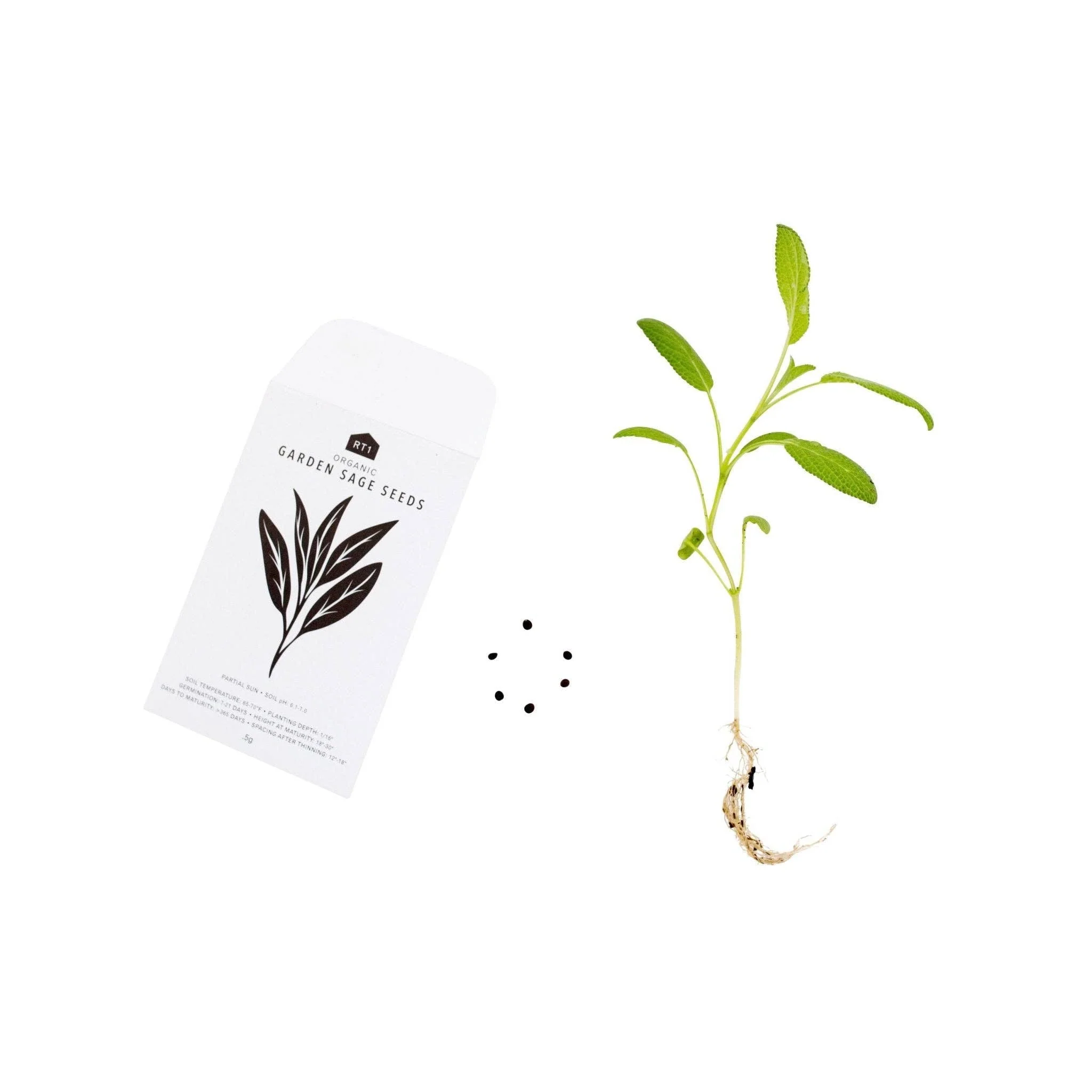 Culinary Herb Seeds V2 I Pack of 5 - Image 2