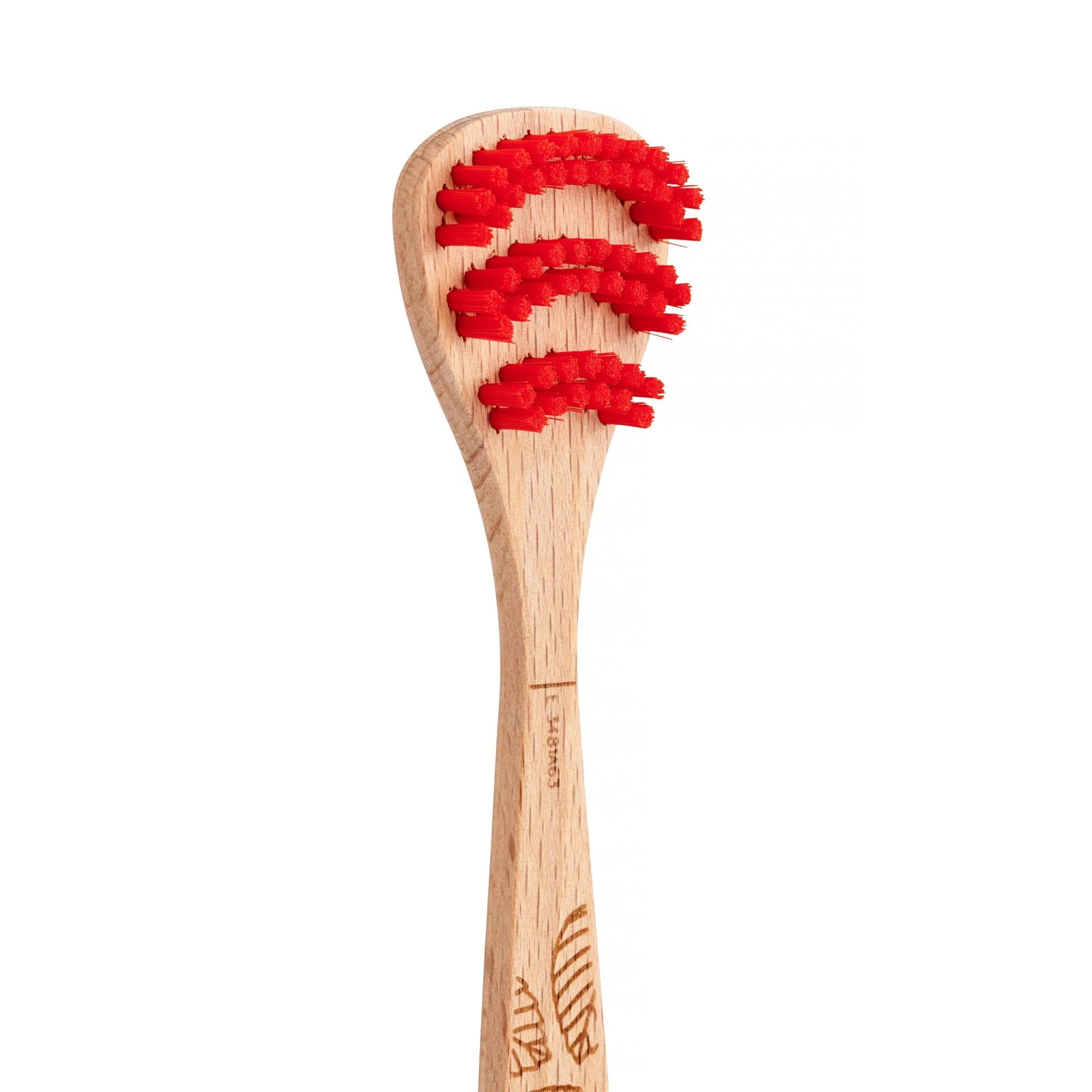 Beechwood Tonguebrush - Image 3