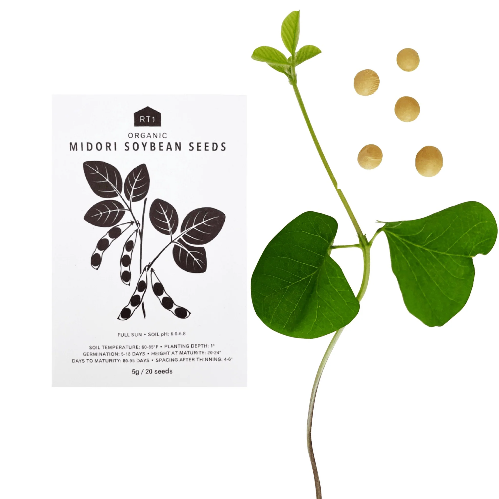Japanese Spring Vegetable Seeds | Pack of 5 - Image 2