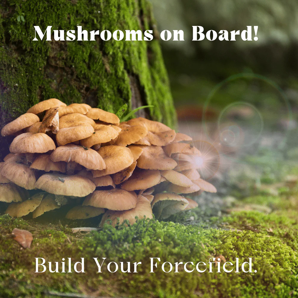 Mothership Mushroom Herbal Capsules - Image 8
