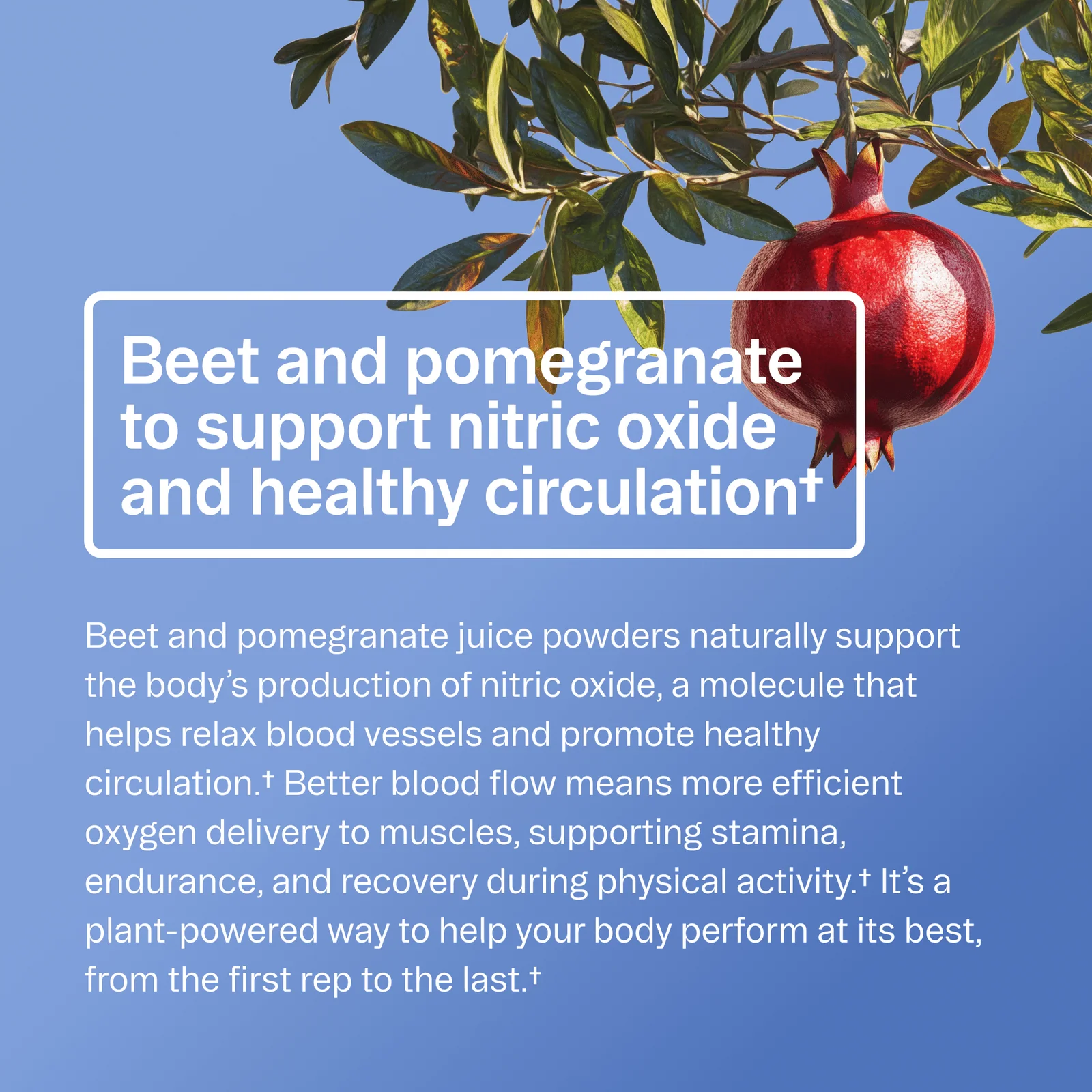 Renewable Energy Pre-Workout Powder | Beet & Pomegranate - Image 8