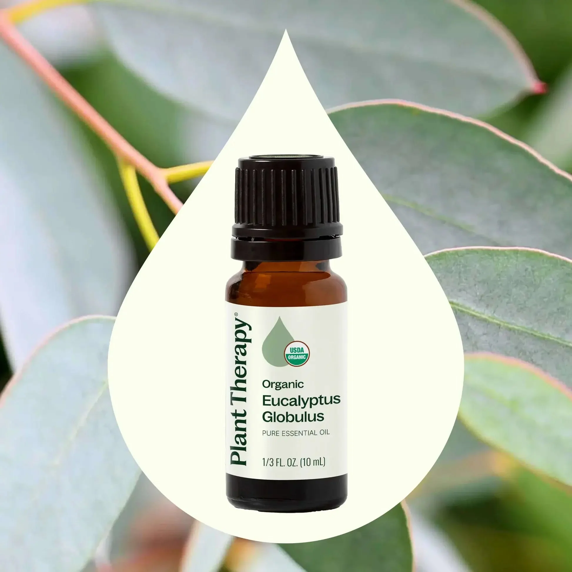 Organic Eucalyptus Globulus Essential Oil - Image 3