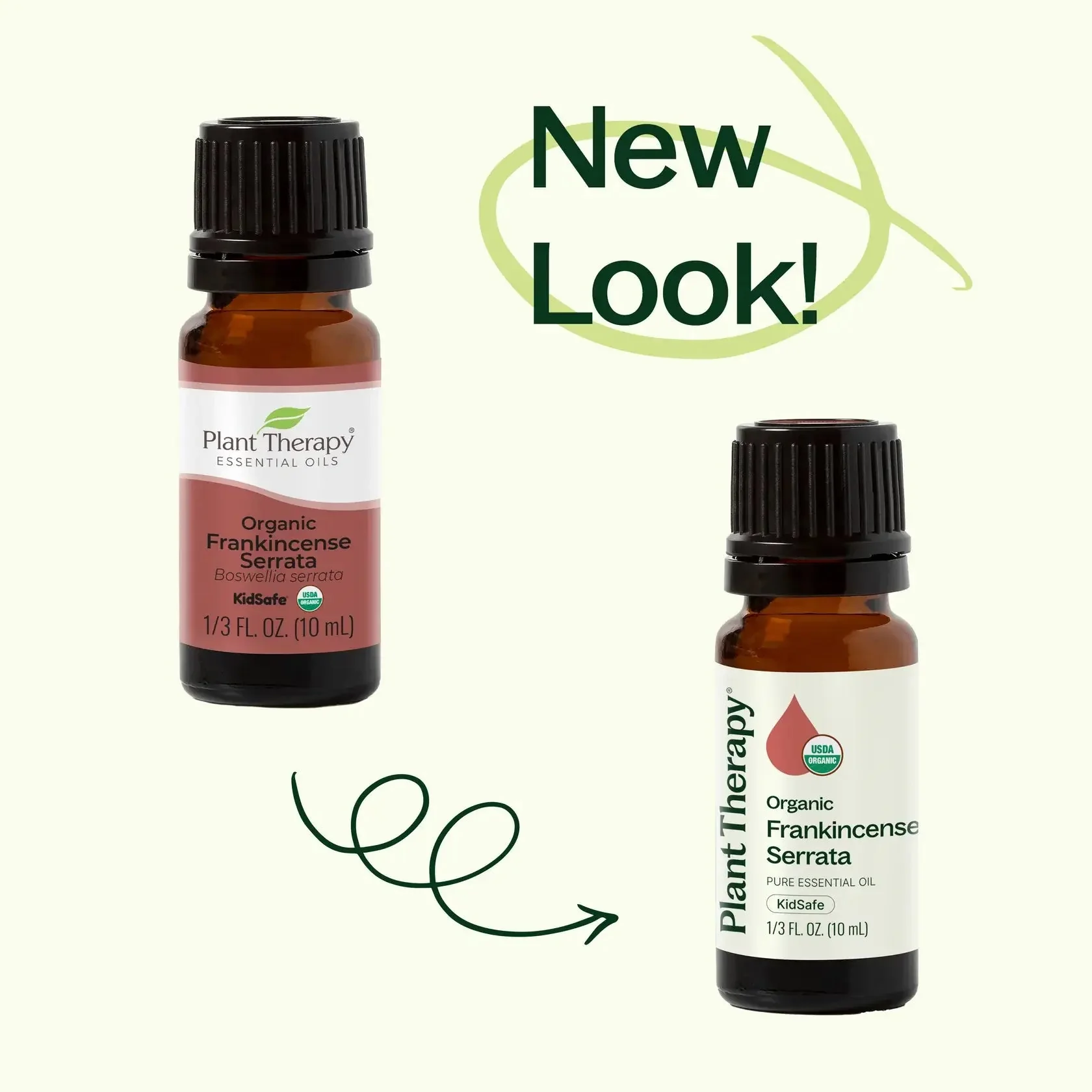 Organic Frankincense Serrata Essential Oil - Image 4