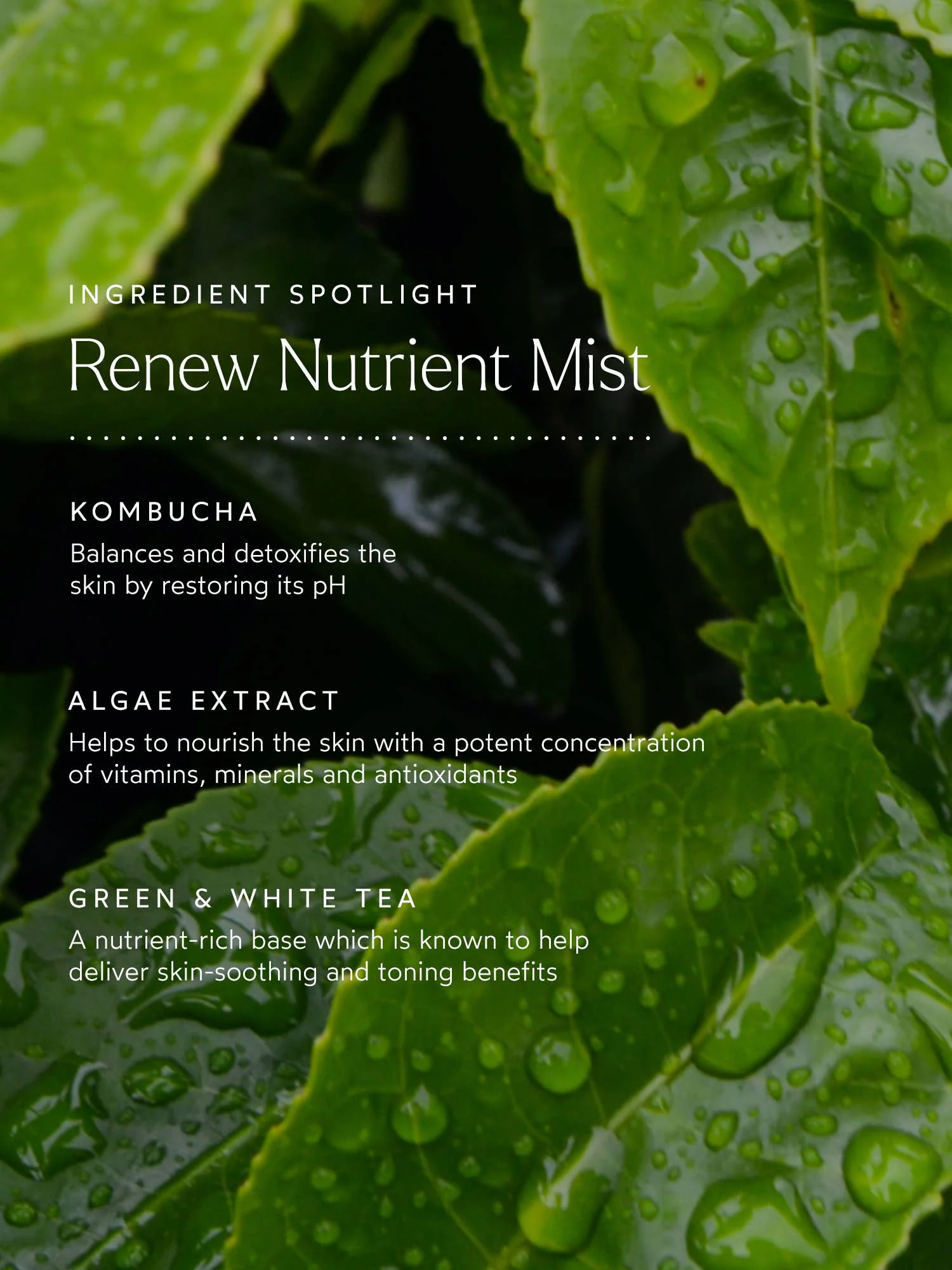 Renew Nutrient Mist - Image 4