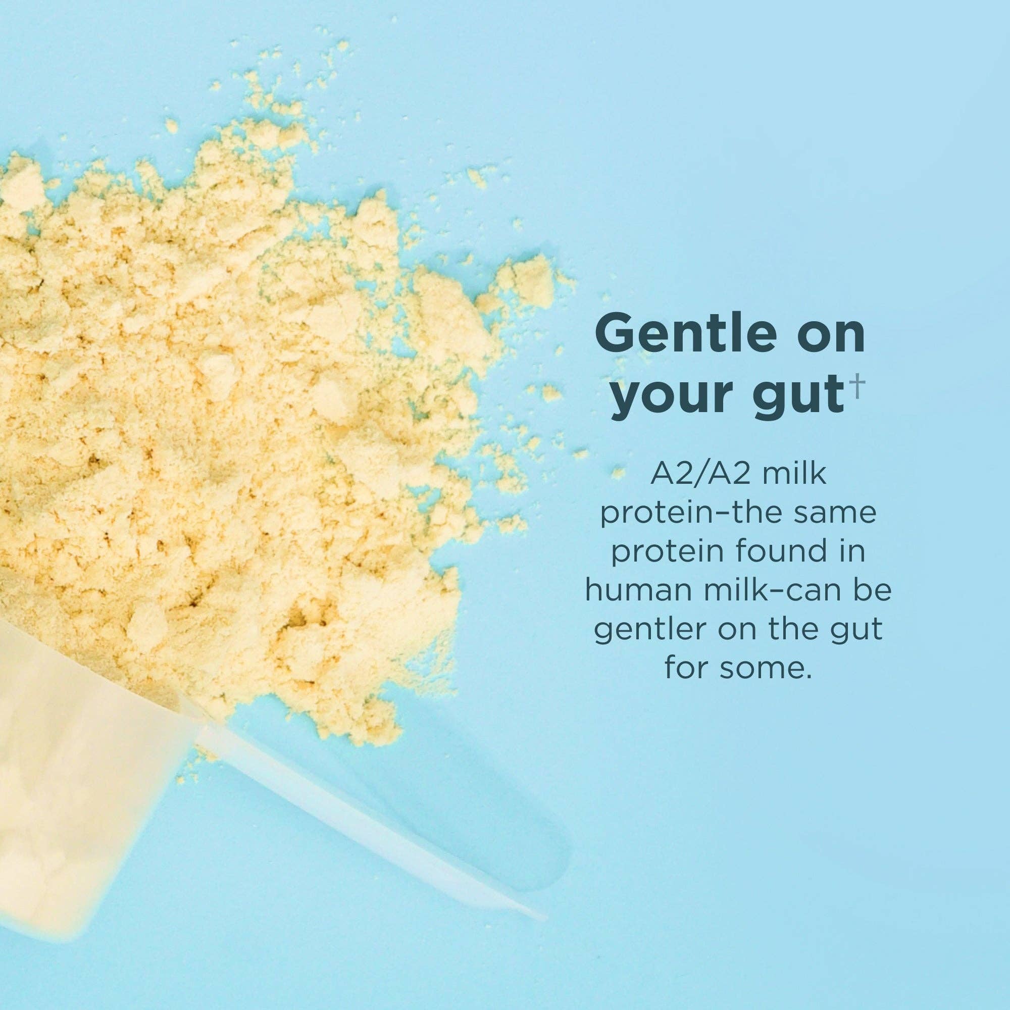 Whey Protein | Vanilla Bean - Image 7